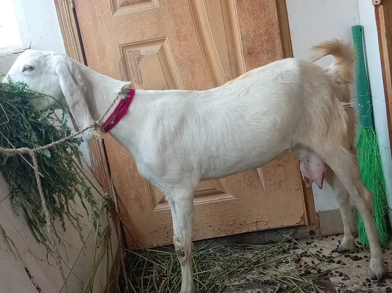 dodh wali mundi bakri — photo 8