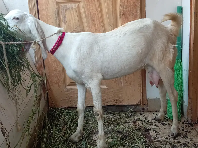 dodh wali mundi bakri — photo 9