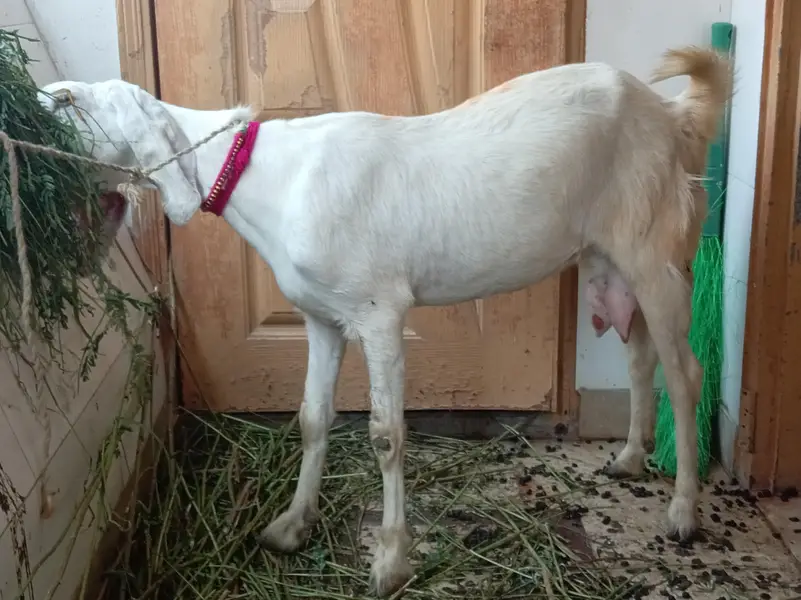 dodh wali mundi bakri — photo 10