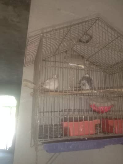 Diamond dove pair