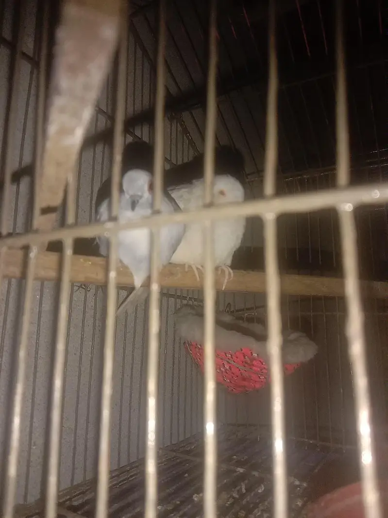Diamond dove pair — photo 2