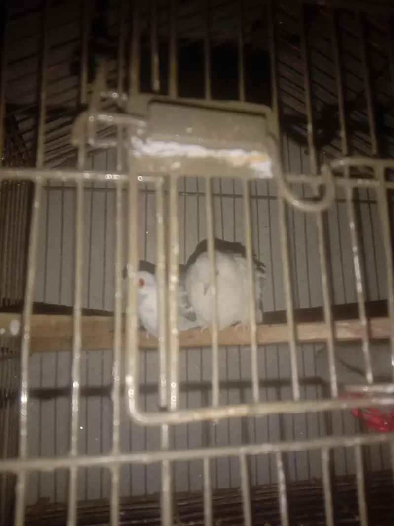 Diamond dove pair — photo 3