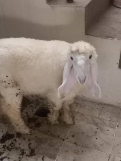 baby sheep for sale