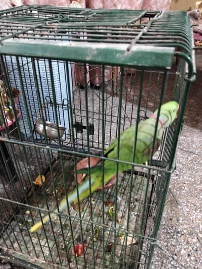Raw Captive Male Breeder