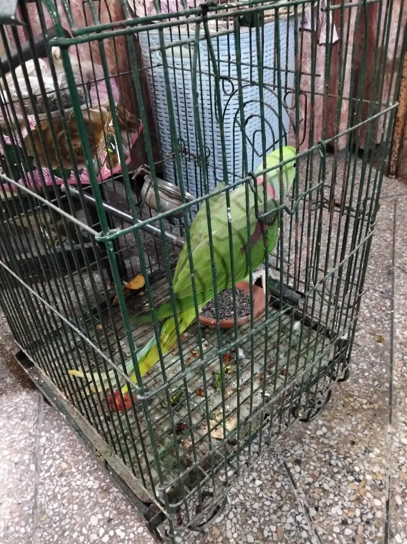 Raw Captive Male Breeder — photo 2