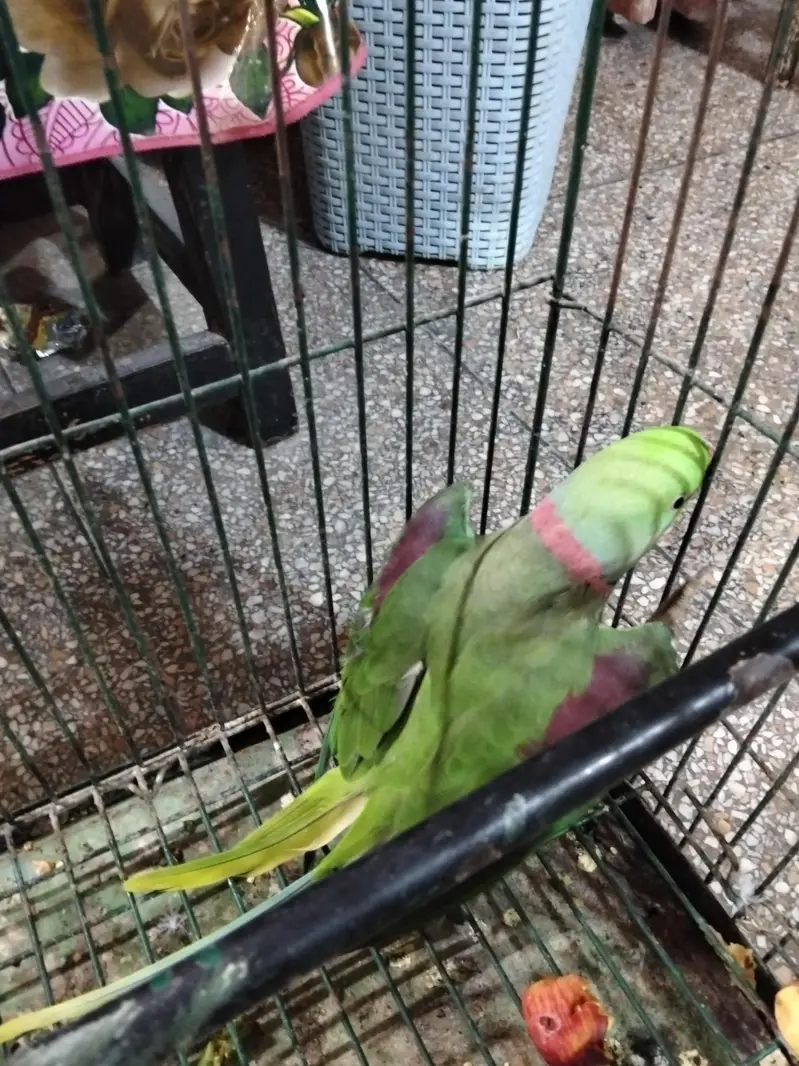 Raw Captive Male Breeder — photo 3