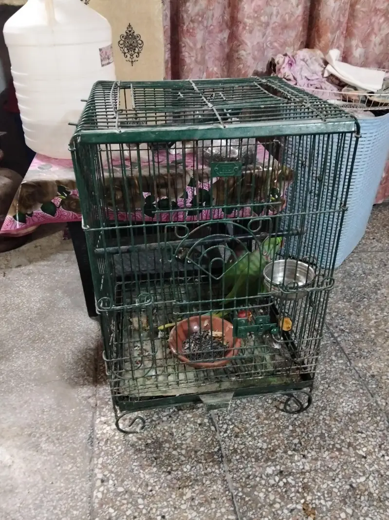 Raw Captive Male Breeder — photo 4