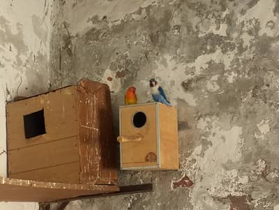 birds