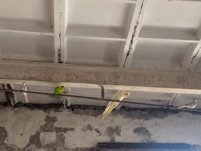 birds 1