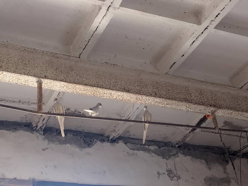 birds 2
