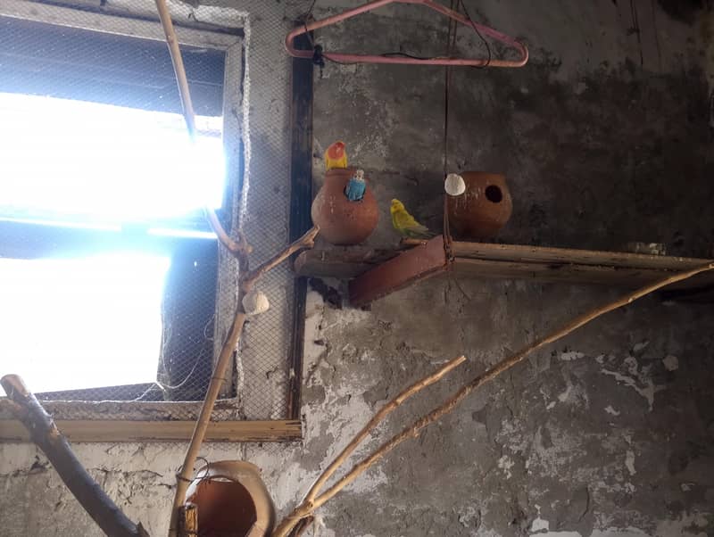birds 3