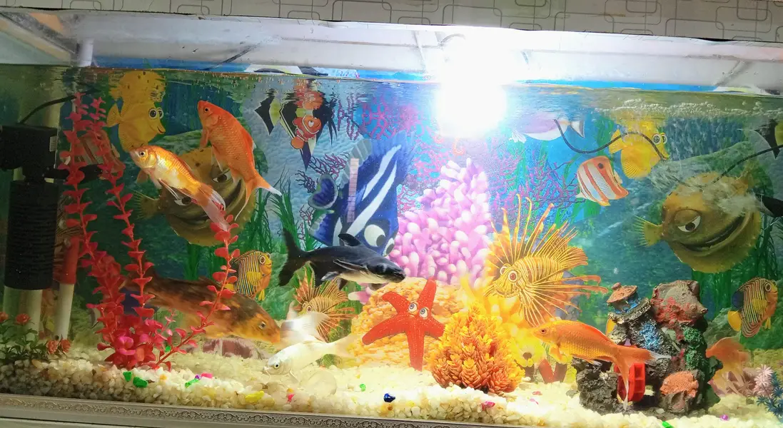 Complete Fish Aquarium Setup with Fish — photo 2