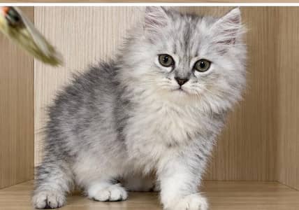 Persian kittens| Triple Coated |Punch Face _whatsap 03023336605