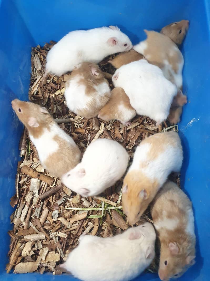 hamster 1