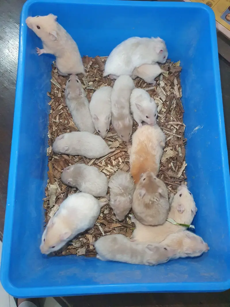 hamster — photo 3