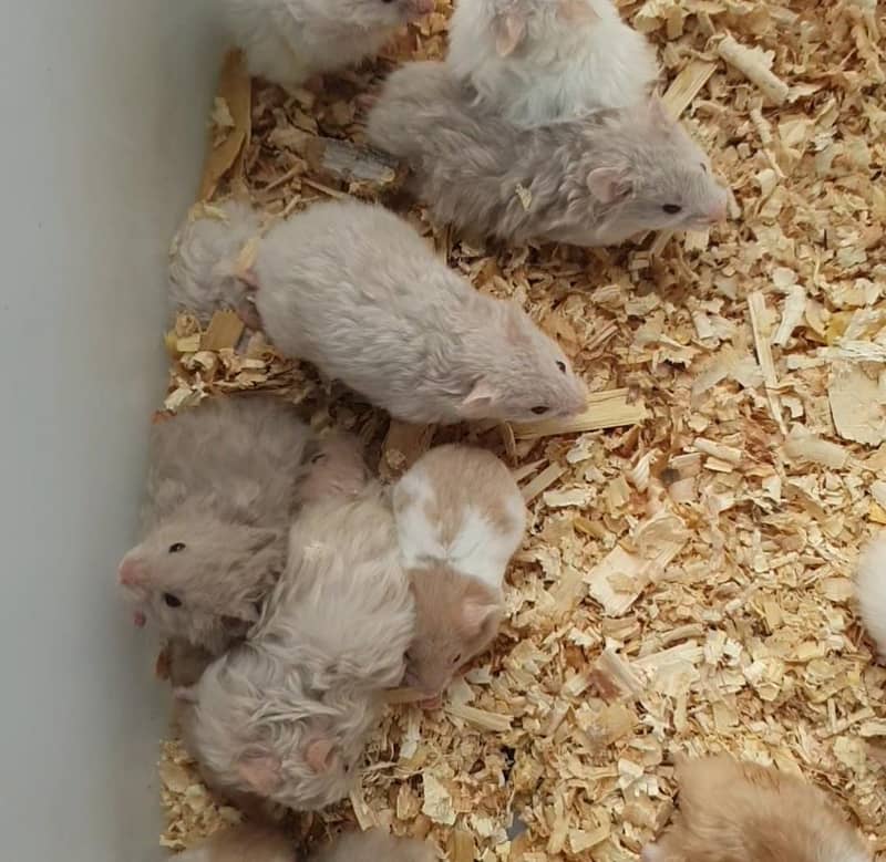hamster 3