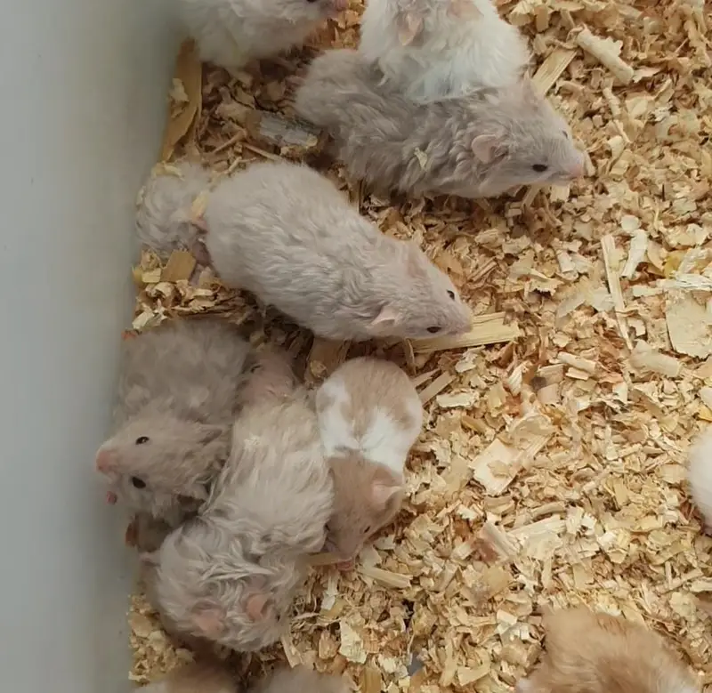 hamster — photo 4