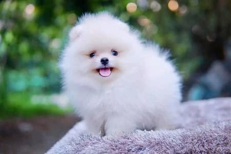 Pomeranian Male puppy Available