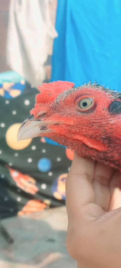 Beautiful Mianwali Aseel Murga for Sale