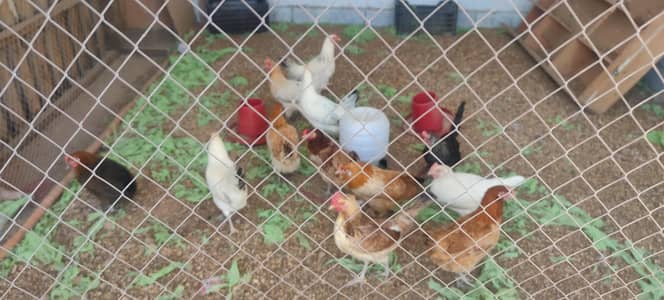 pure golden misri starter hens