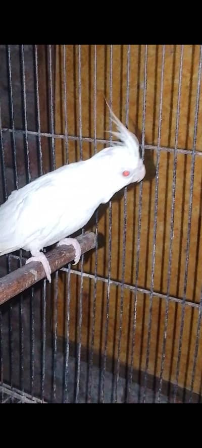 Cocktail Ino Breedar Female