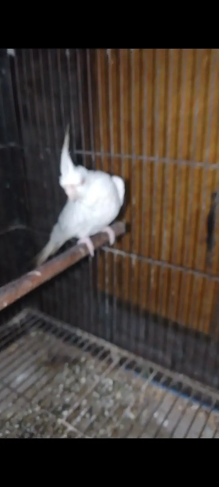 Cocktail Ino Breedar Female — photo 2