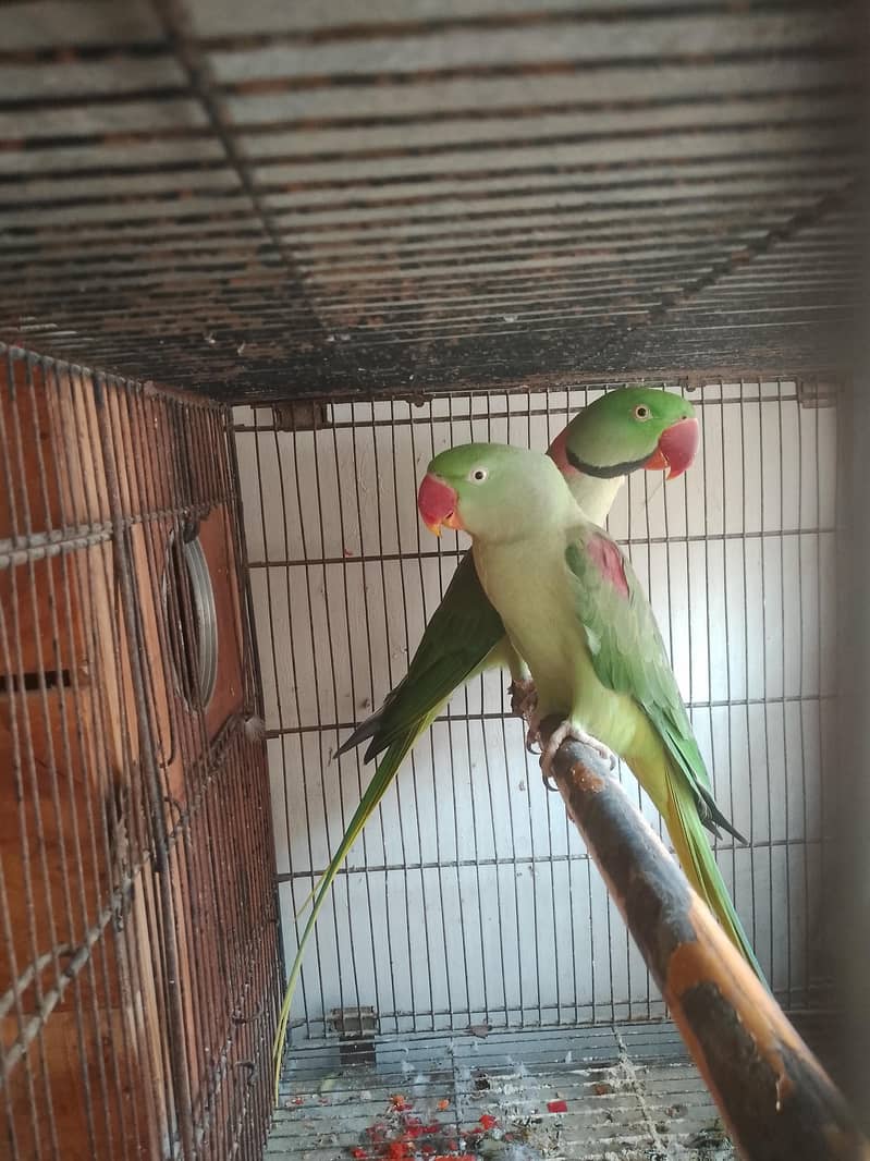 raw parrot pair 0