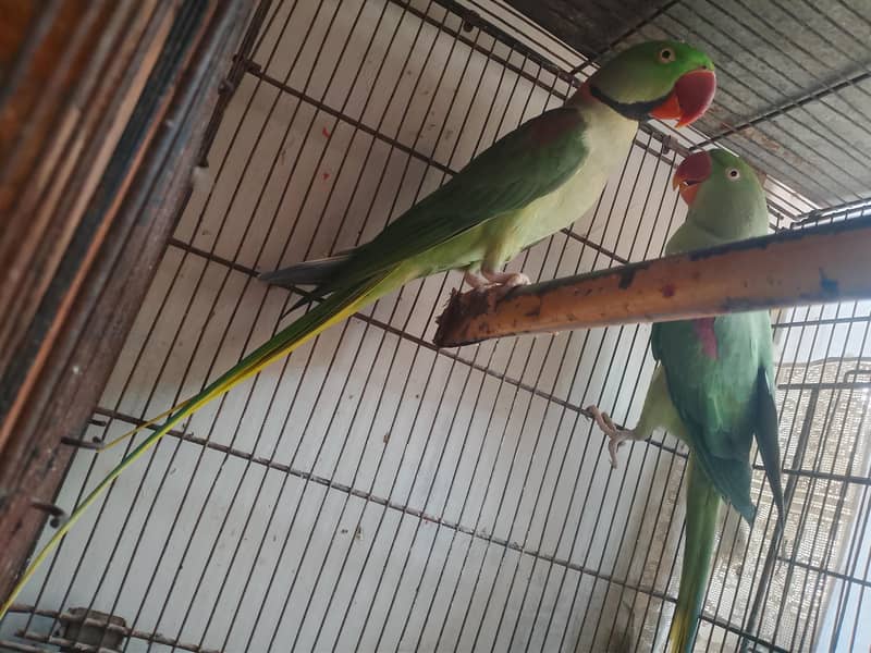 raw parrot pair 1
