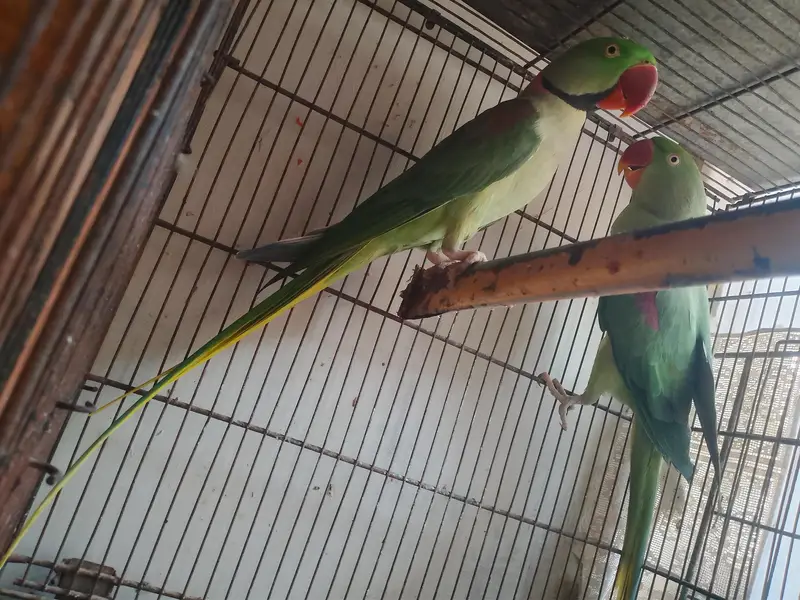 raw parrot pair — photo 2