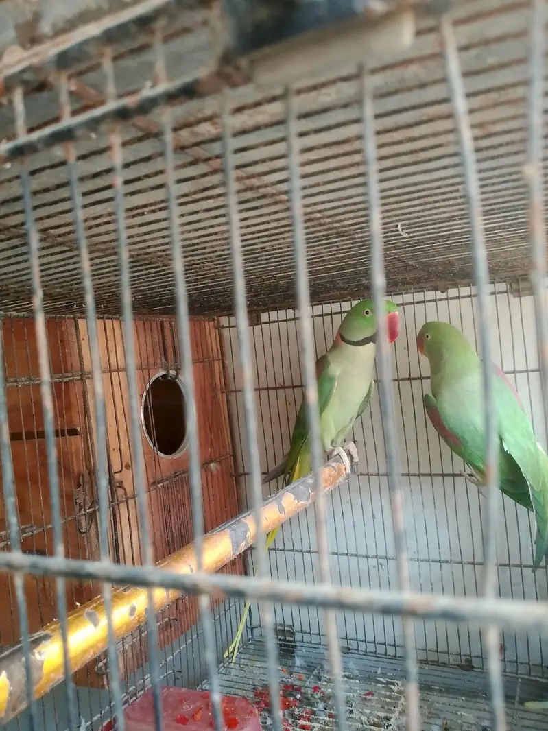 raw parrot pair — photo 3