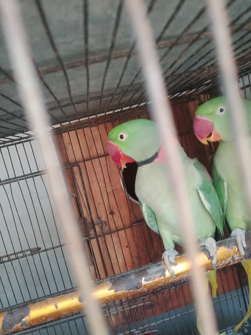 raw parrot pair 3