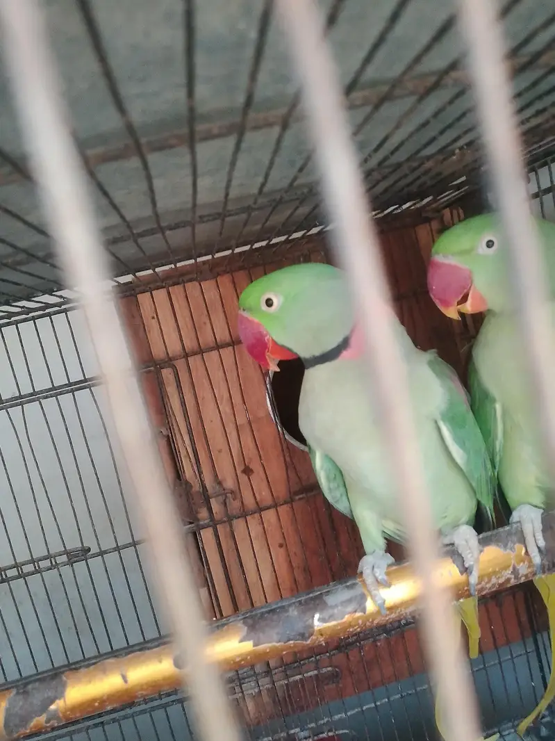 raw parrot pair — photo 4