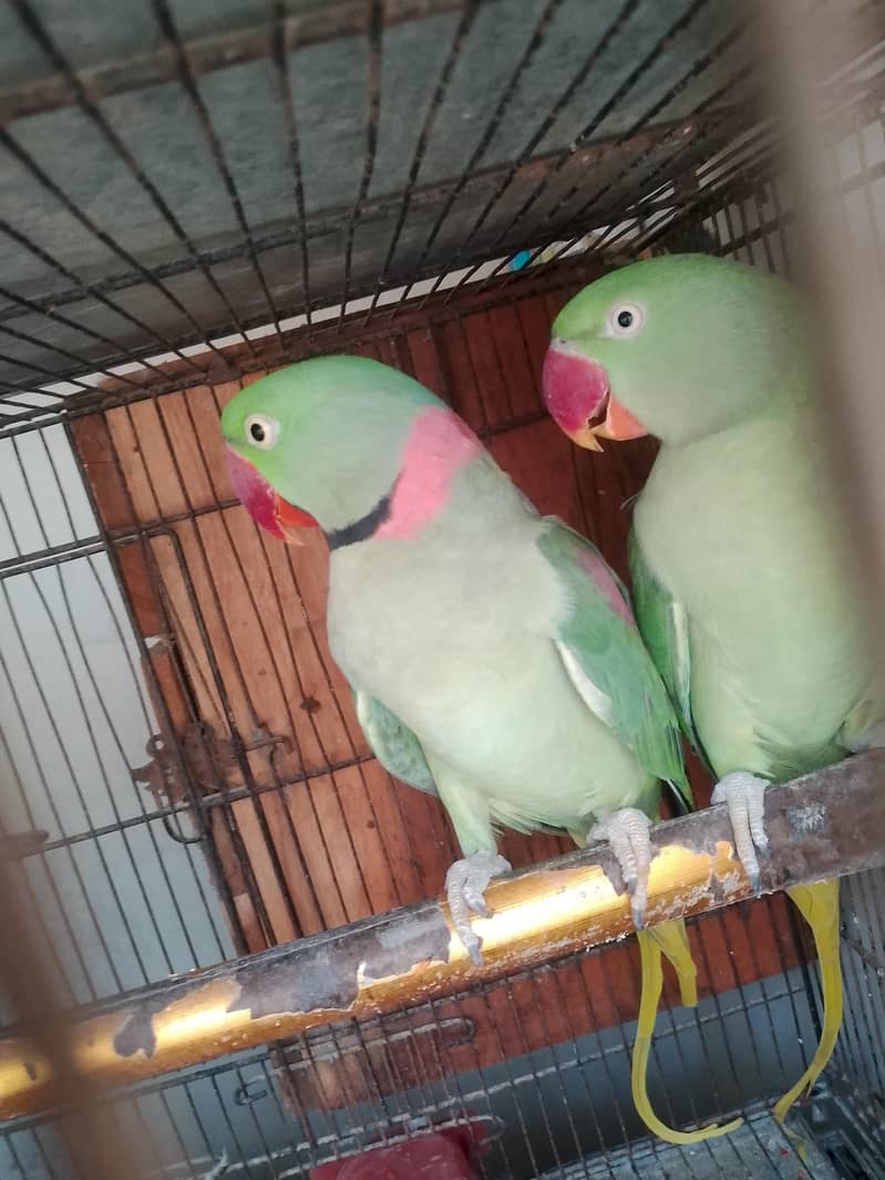 raw parrot pair 4