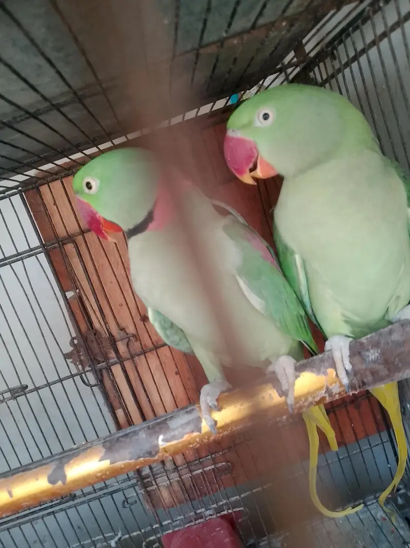 raw parrot pair — photo 6