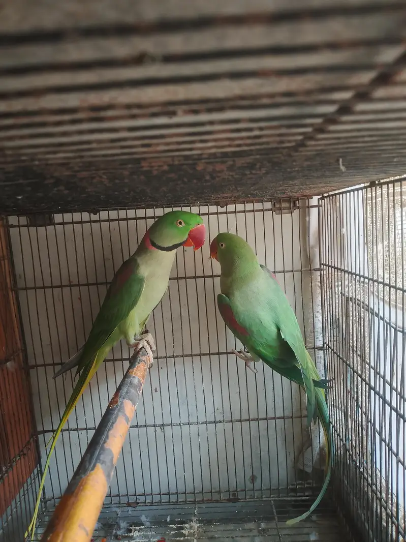 raw parrot pair — photo 7