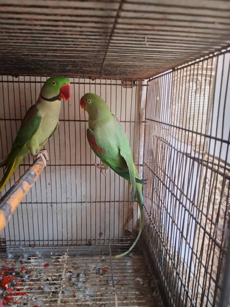 raw parrot pair 7