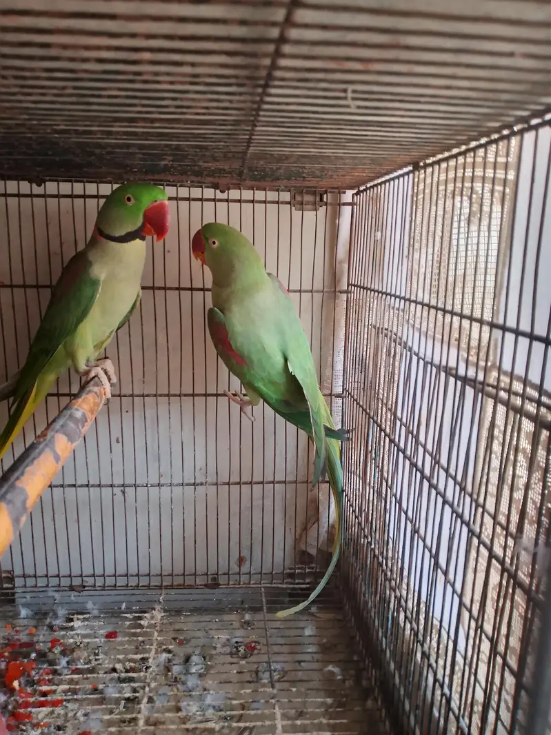 raw parrot pair — photo 8