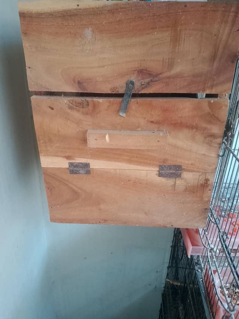 raw parrot pair 8