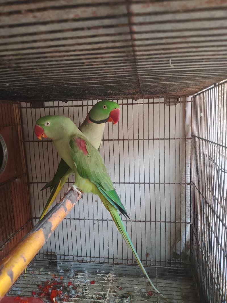 raw parrot pair 9