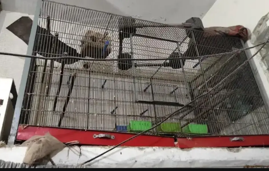 Raw Captive Male Breeder — photo 5