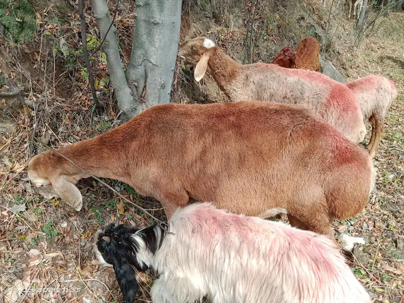Pure Turkey Nasal — photo 2