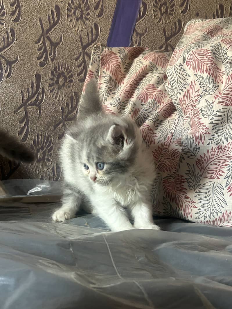 Persian kittens 0