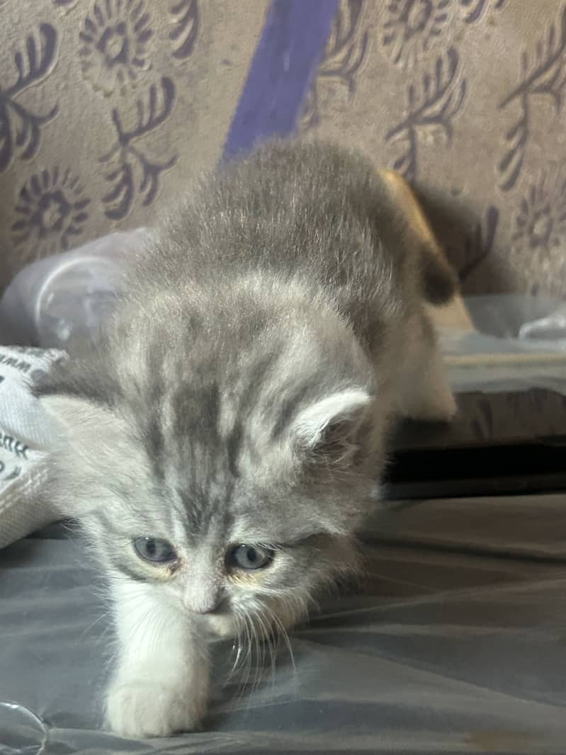 Persian kittens 1