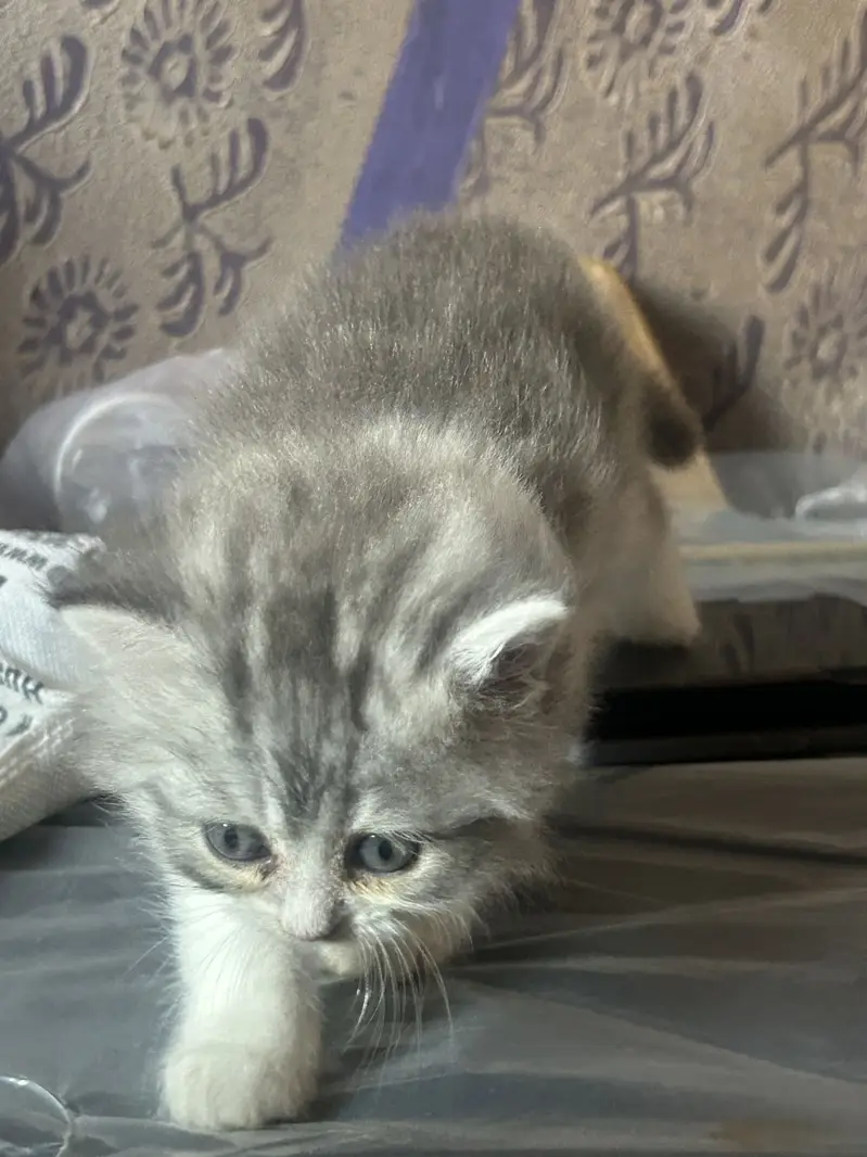 Persian kittens — photo 2