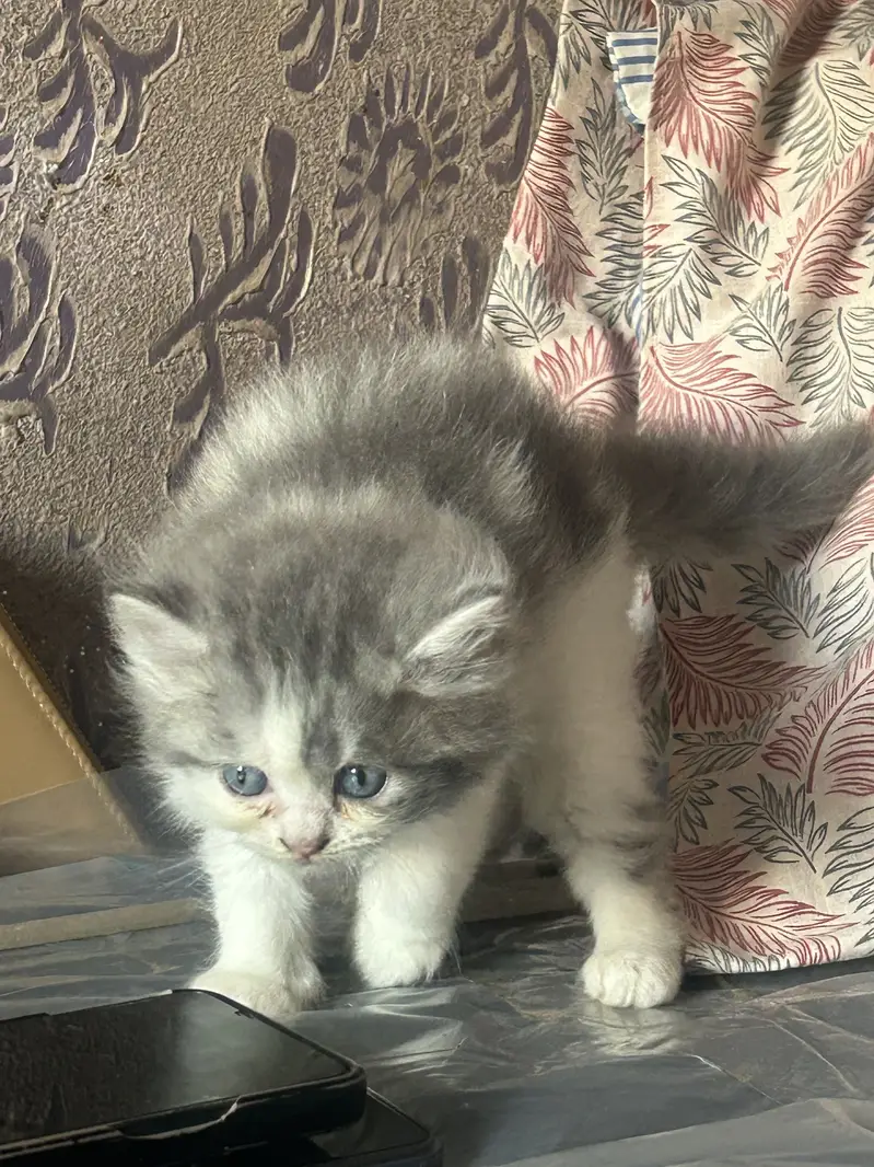 Persian kittens — photo 3