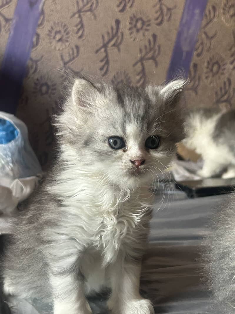 Persian kittens 3