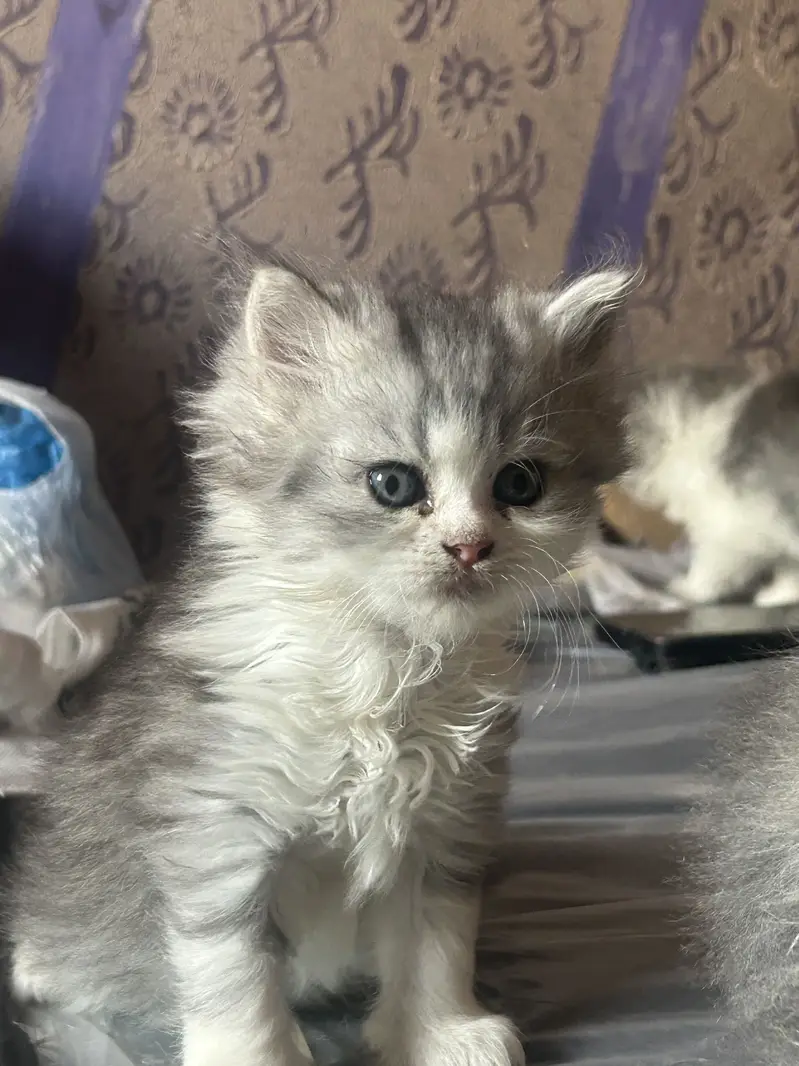 Persian kittens — photo 4