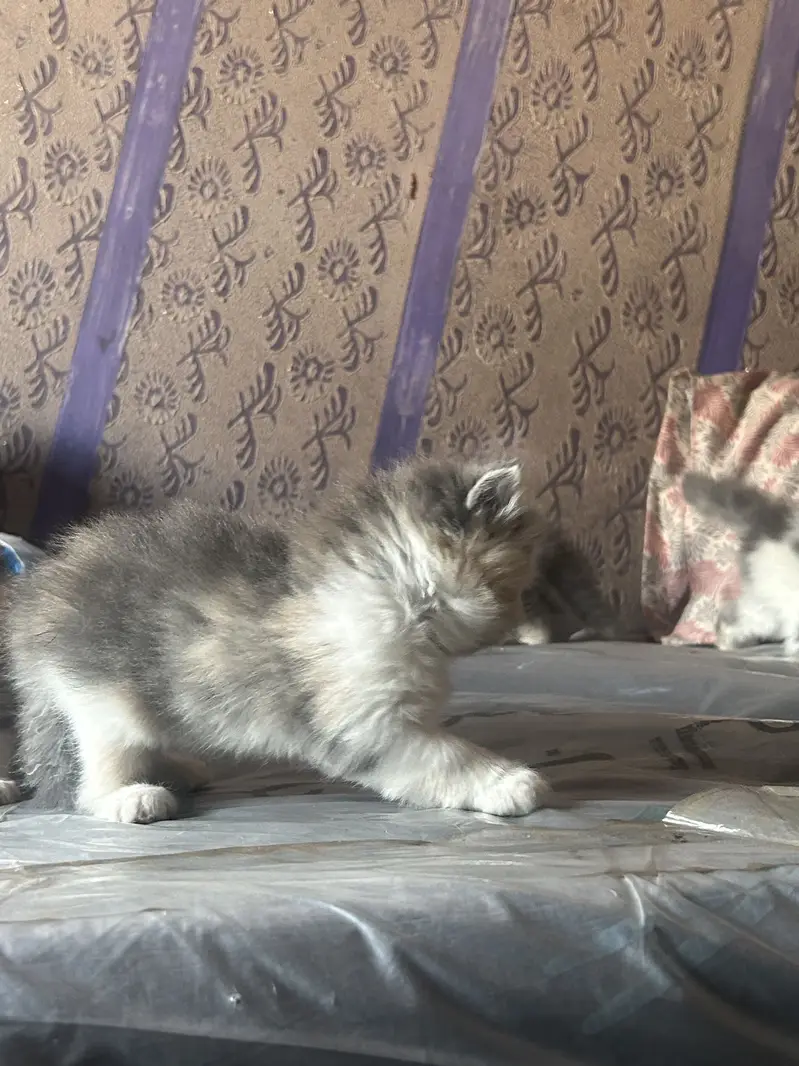 Persian kittens — photo 5