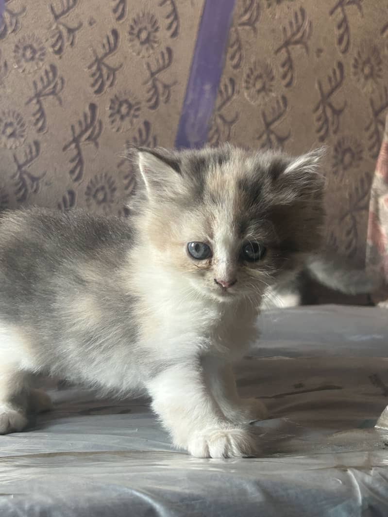 Persian kittens 5