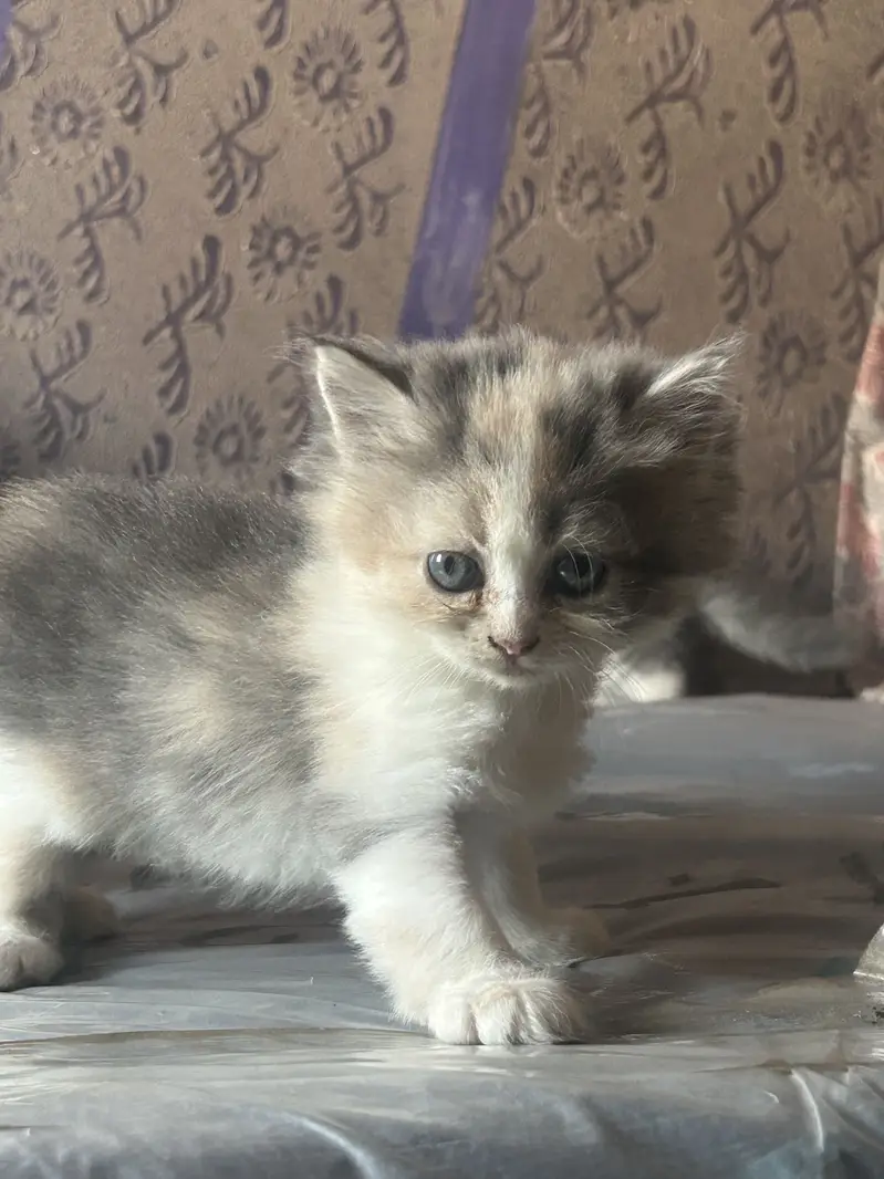 Persian kittens — photo 6